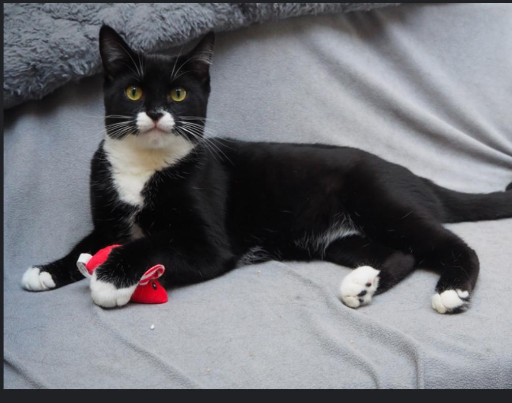 Phobe, an adoptable Domestic Short Hair in Courtenay, BC, V9N 7T4 | Photo Image 3