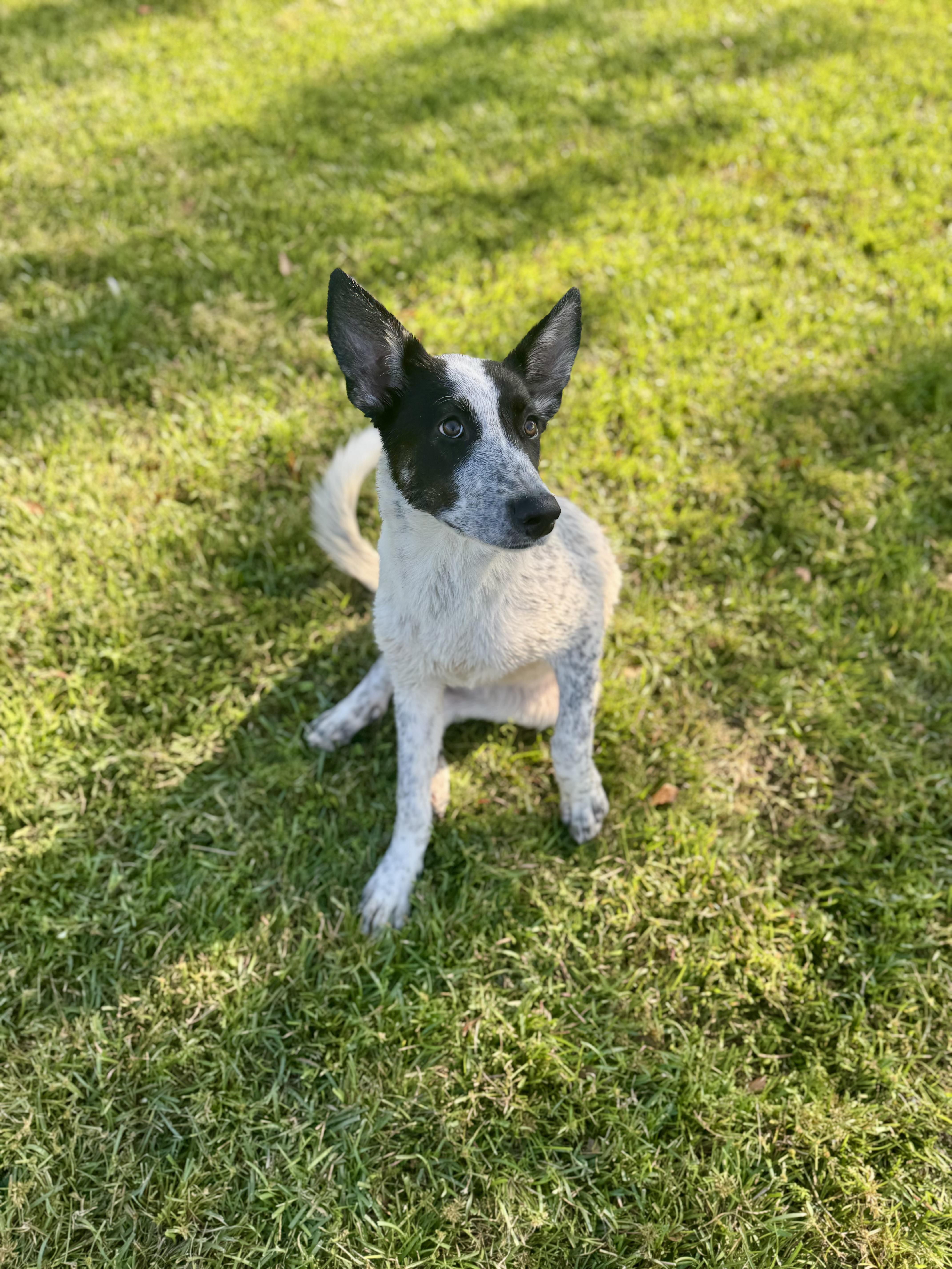 Enlarge Cassi, a Adoptable mixed breed in Hartsville, SC image 3/5