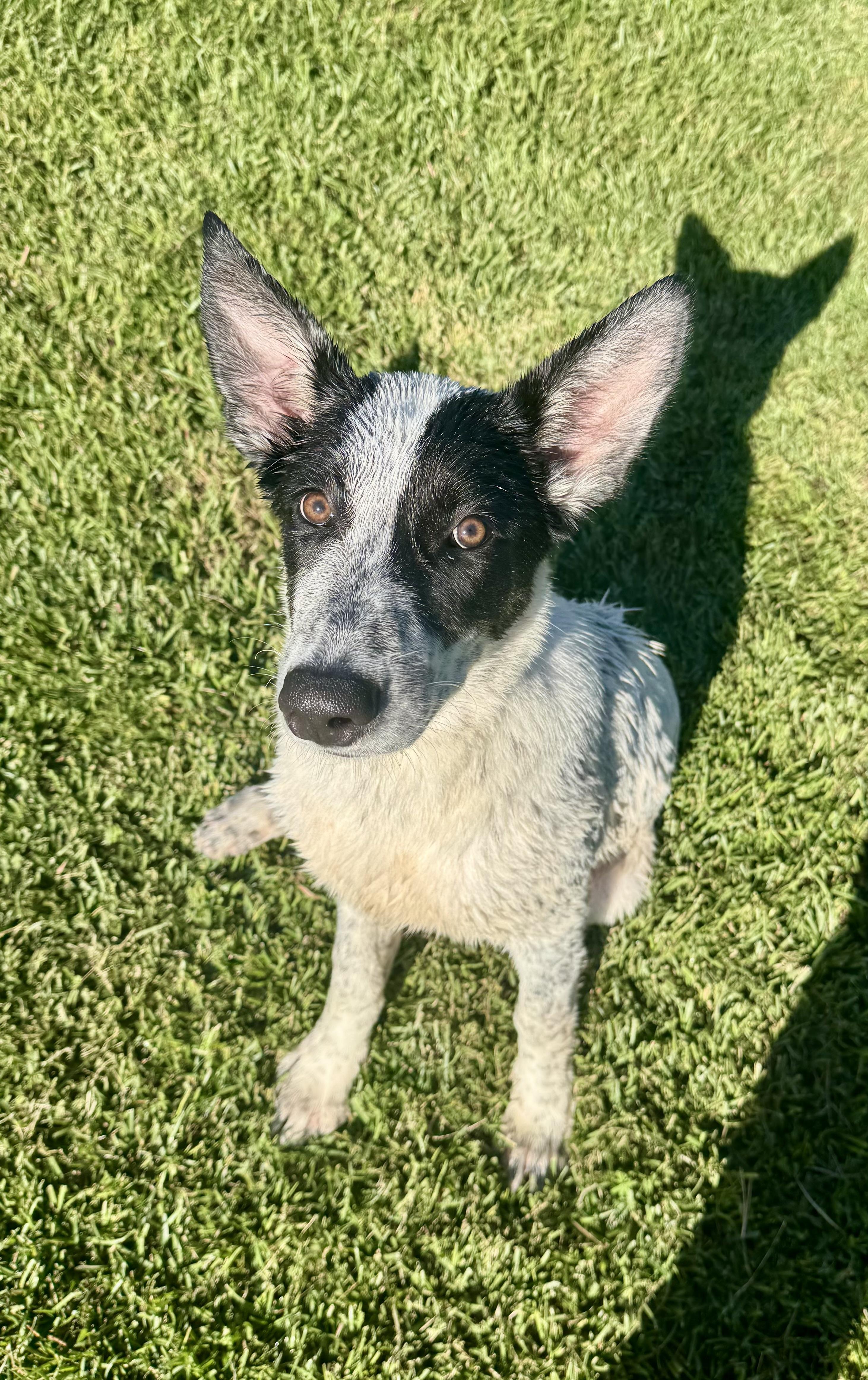 Enlarge Cassi, a Adoptable mixed breed in Hartsville, SC image 5/5