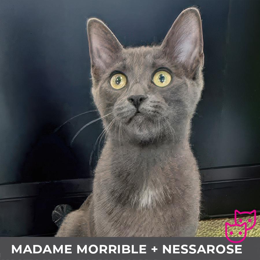 Madame Morrible (bonded with Nessarose), Adoptable, Kitten Female Domestic Short Hair.