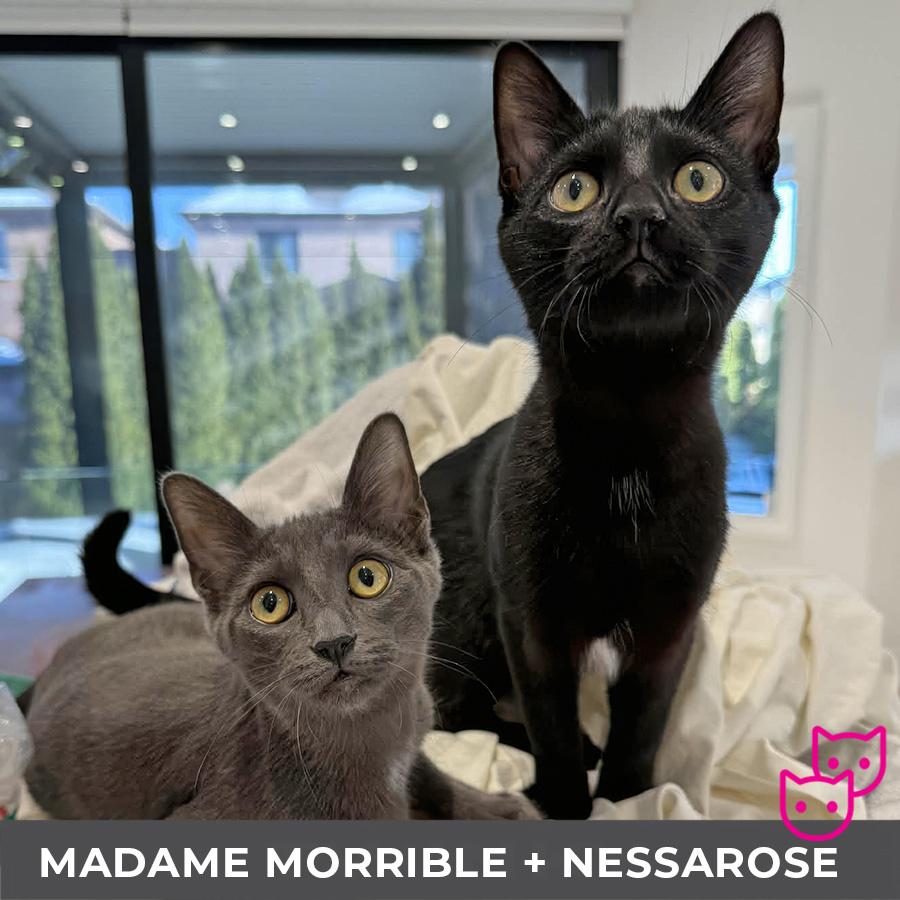 Enlarge Madame Morrible (bonded with Nessarose), a Adoptable Domestic Short Hair in Etobicoke, ON image 5/5