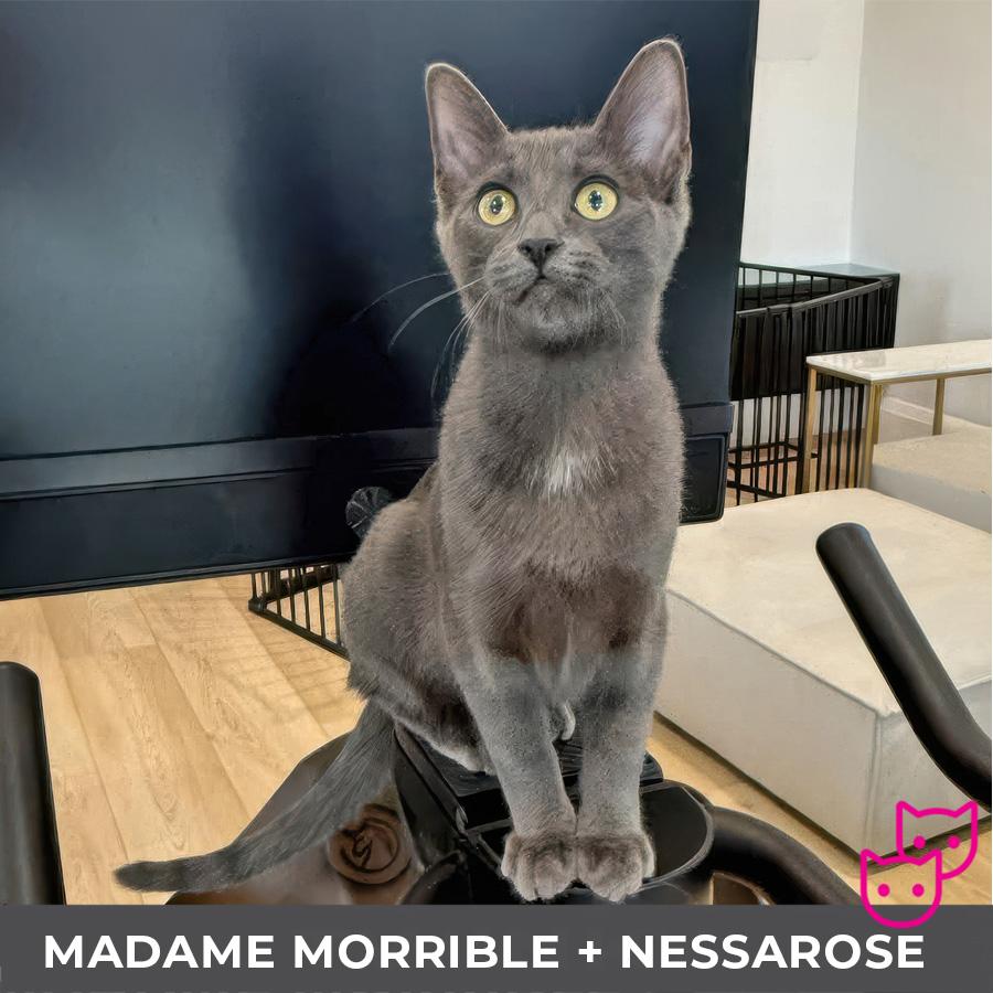 Enlarge Madame Morrible (bonded with Nessarose), a Adoptable Domestic Short Hair in Etobicoke, ON image 2/5