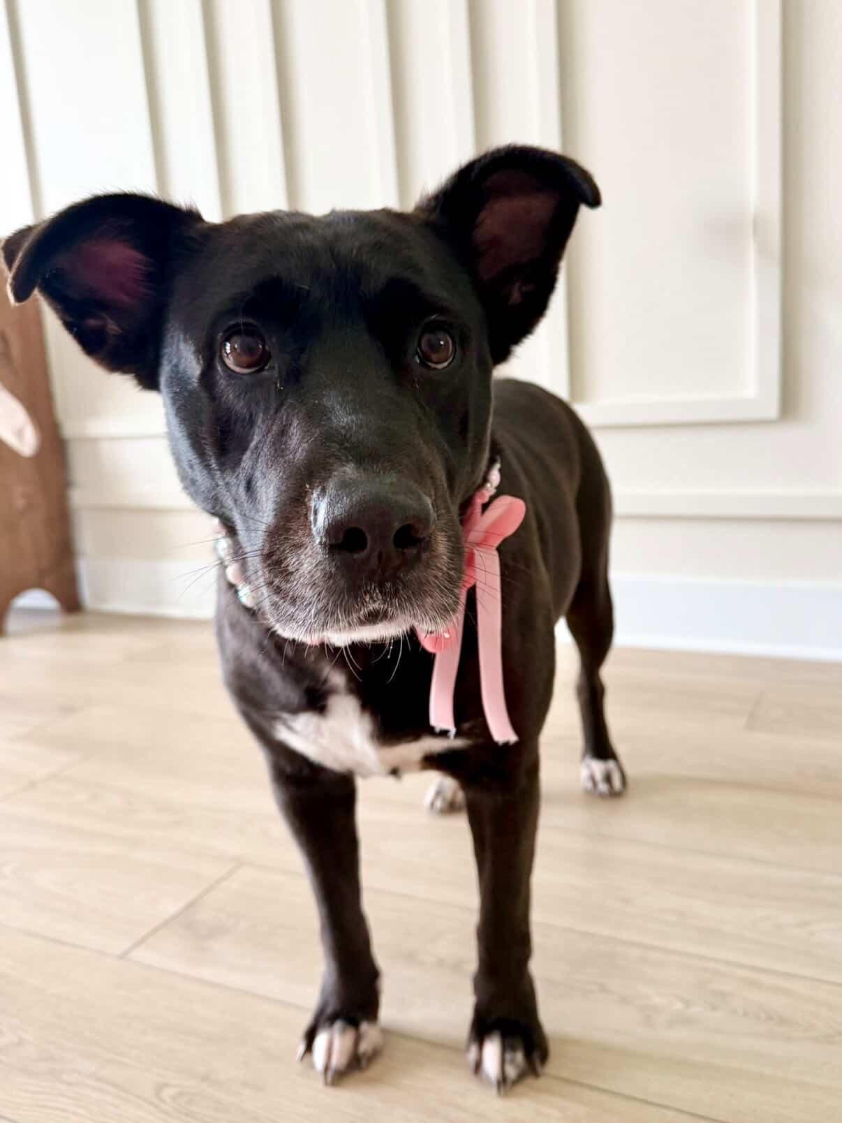Oreo (great with kids, calm, house trained, cuddly, friendly), a Adoptable mixed breed in Detroit, MI image 5/5