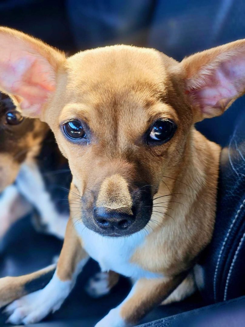 Chihuis Hop, Adopted, Young Female Chihuahua.