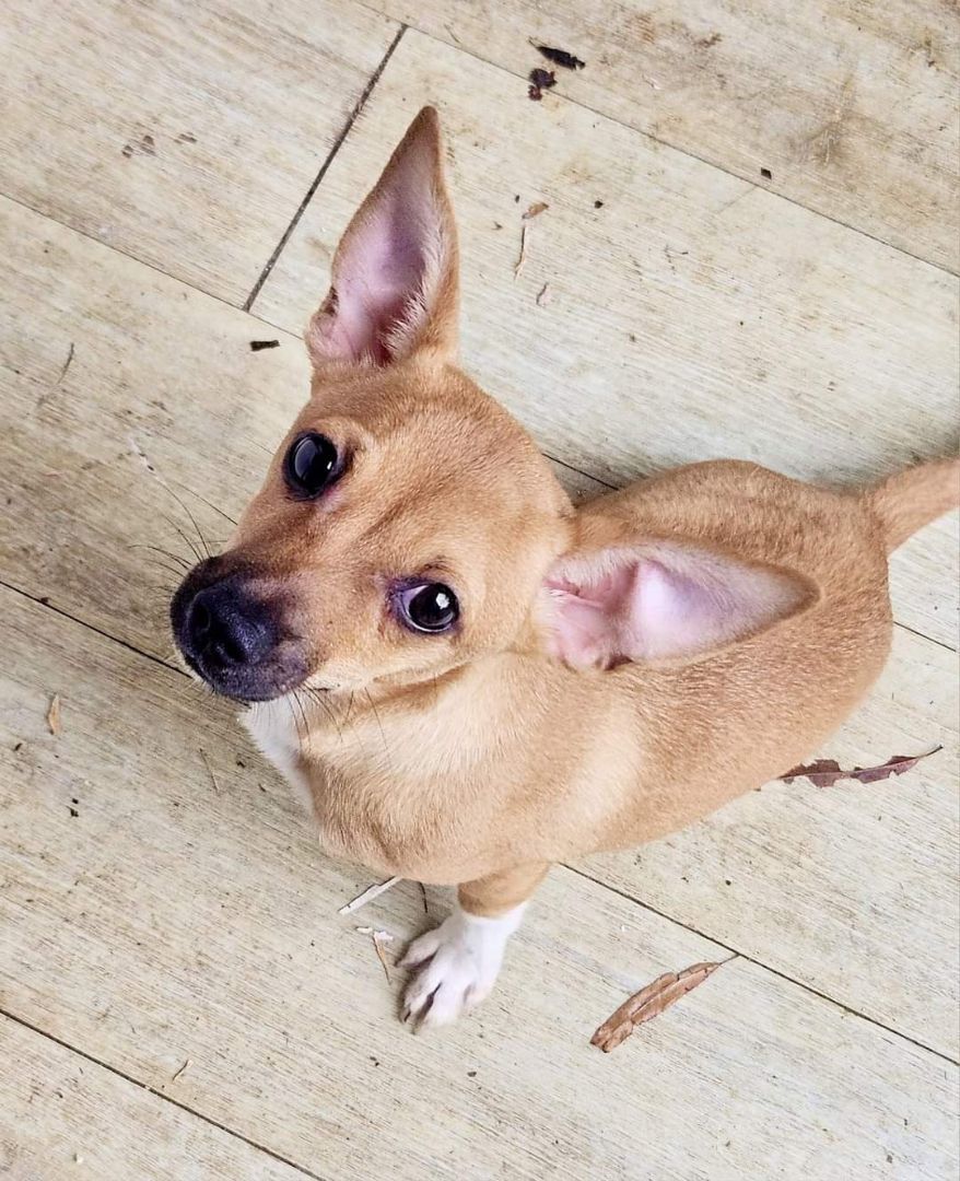 Chihuis Hop, a Adopted Chihuahua in Dickinson, TX image 2/5