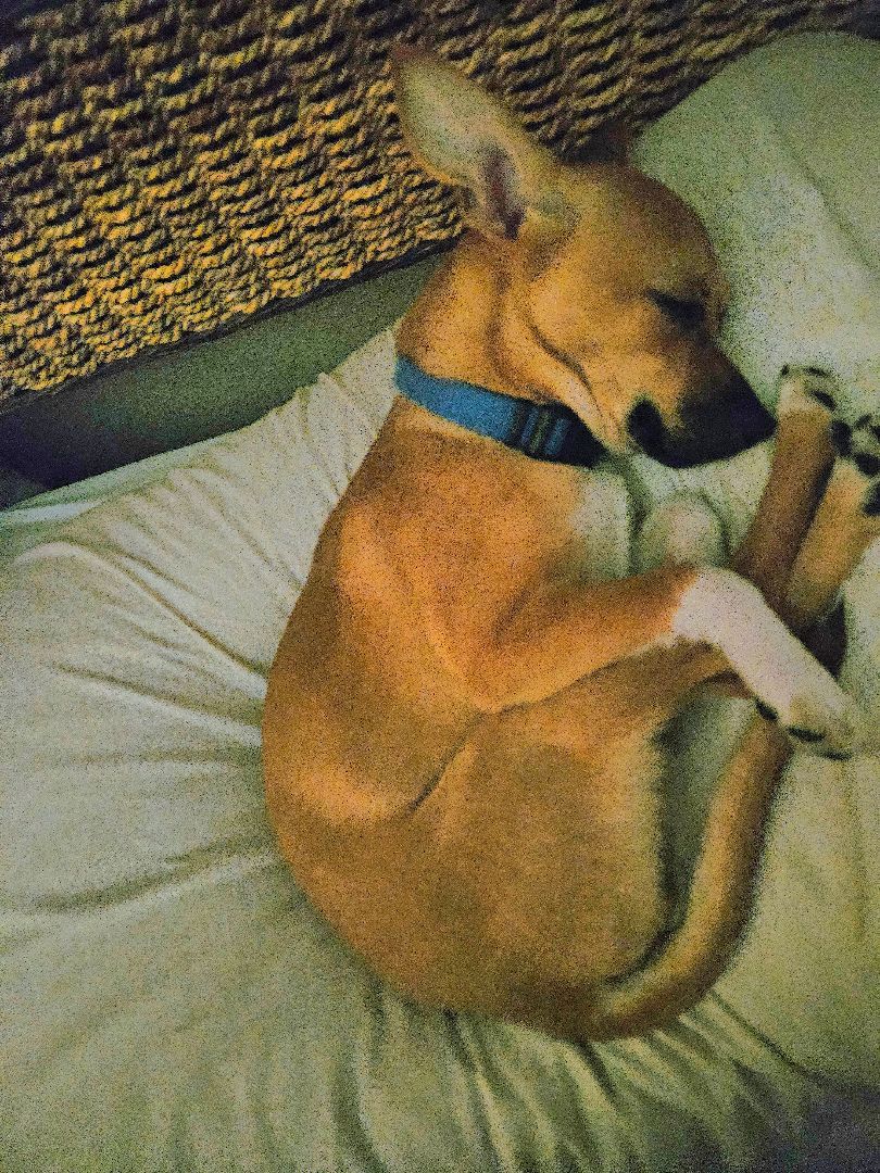 Chihuis Hop, a Adopted Chihuahua in Dickinson, TX image 3/5