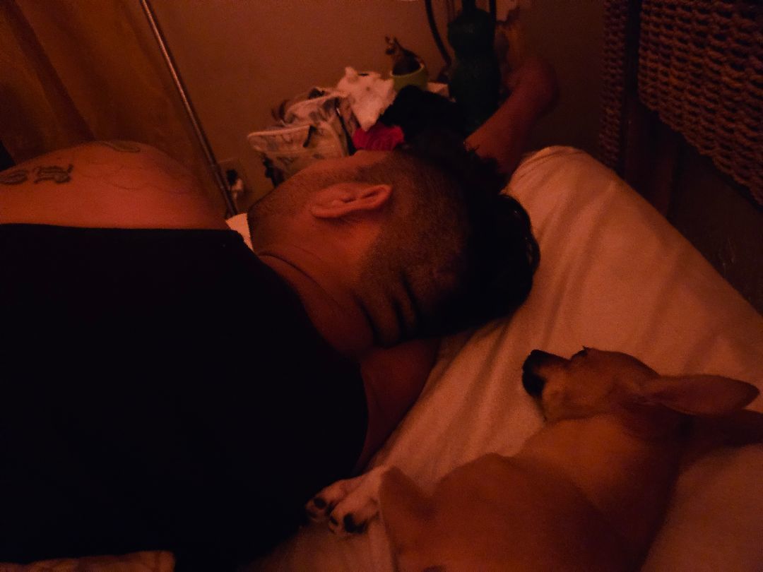 Chihuis Hop, a Adopted Chihuahua in Dickinson, TX image 4/5