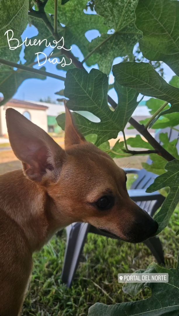 Chihuis Hop, a Adopted Chihuahua in Dickinson, TX image 5/5