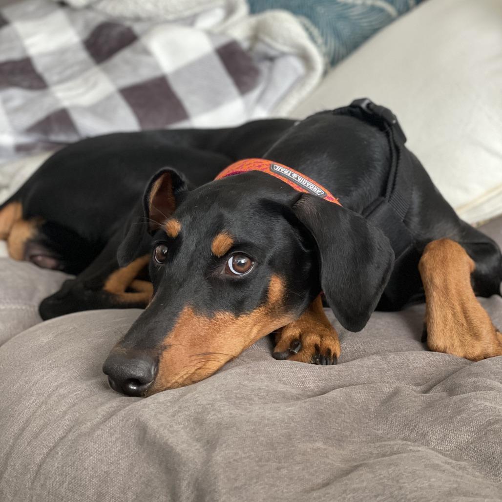 Saatchi, Adoptable, Puppy Female Doberman Pinscher.