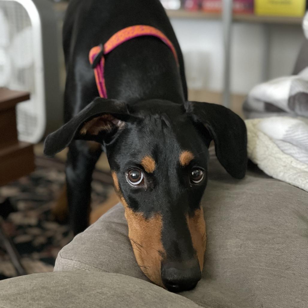 Saatchi, a Adoptable Doberman Pinscher in Studio City, CA image 2/4