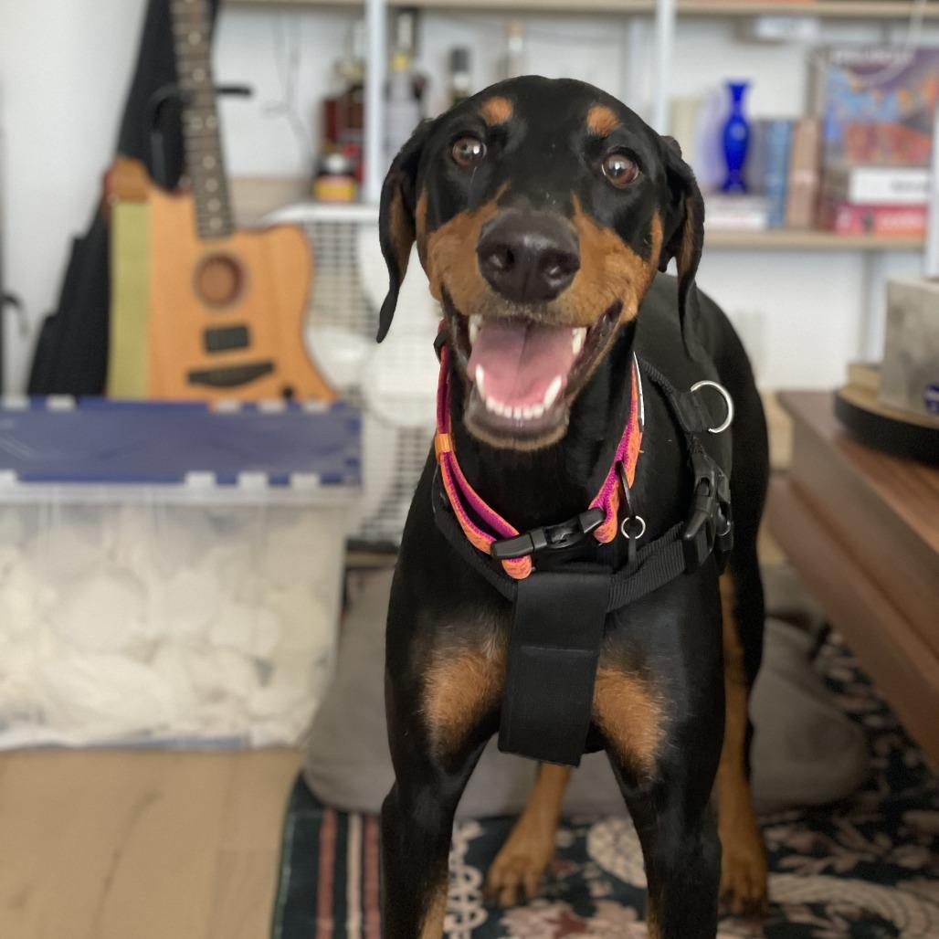 Saatchi, a Adoptable Doberman Pinscher in Studio City, CA image 3/4