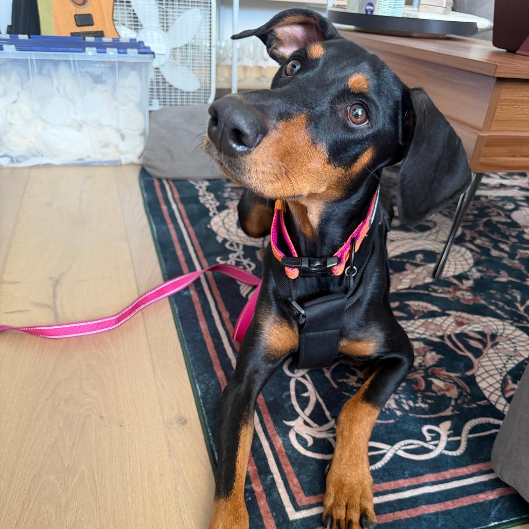 Saatchi, a Adoptable Doberman Pinscher in Studio City, CA image 4/4