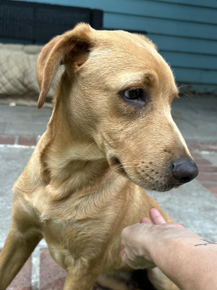 Enlarge Moose, a Adoptable Labrador Retriever in San Diego, CA image 1/2