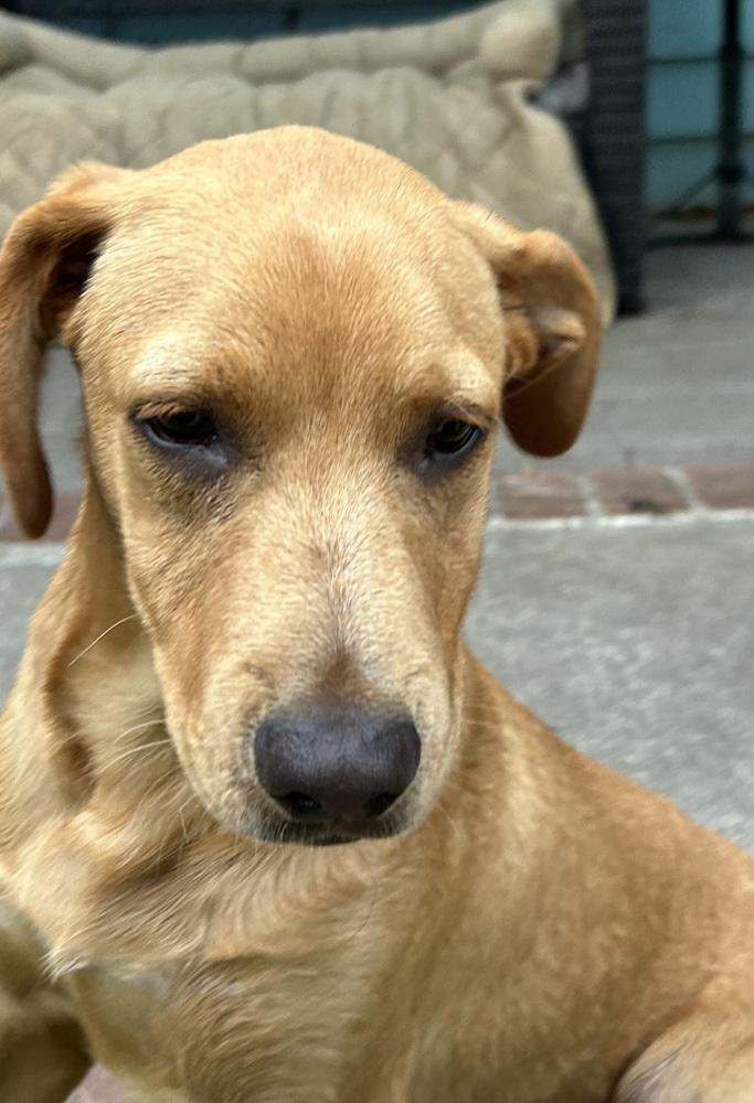 Enlarge Moose, a Adoptable Labrador Retriever in San Diego, CA image 2/2