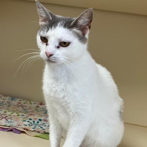 Sophie, Adoptable, Adult Female Domestic Short Hair.