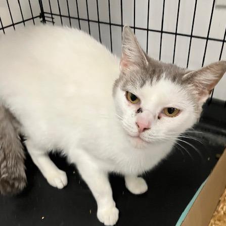 Enlarge Sophie, a Adoptable Domestic Short Hair in La Grange, KY image 2/5