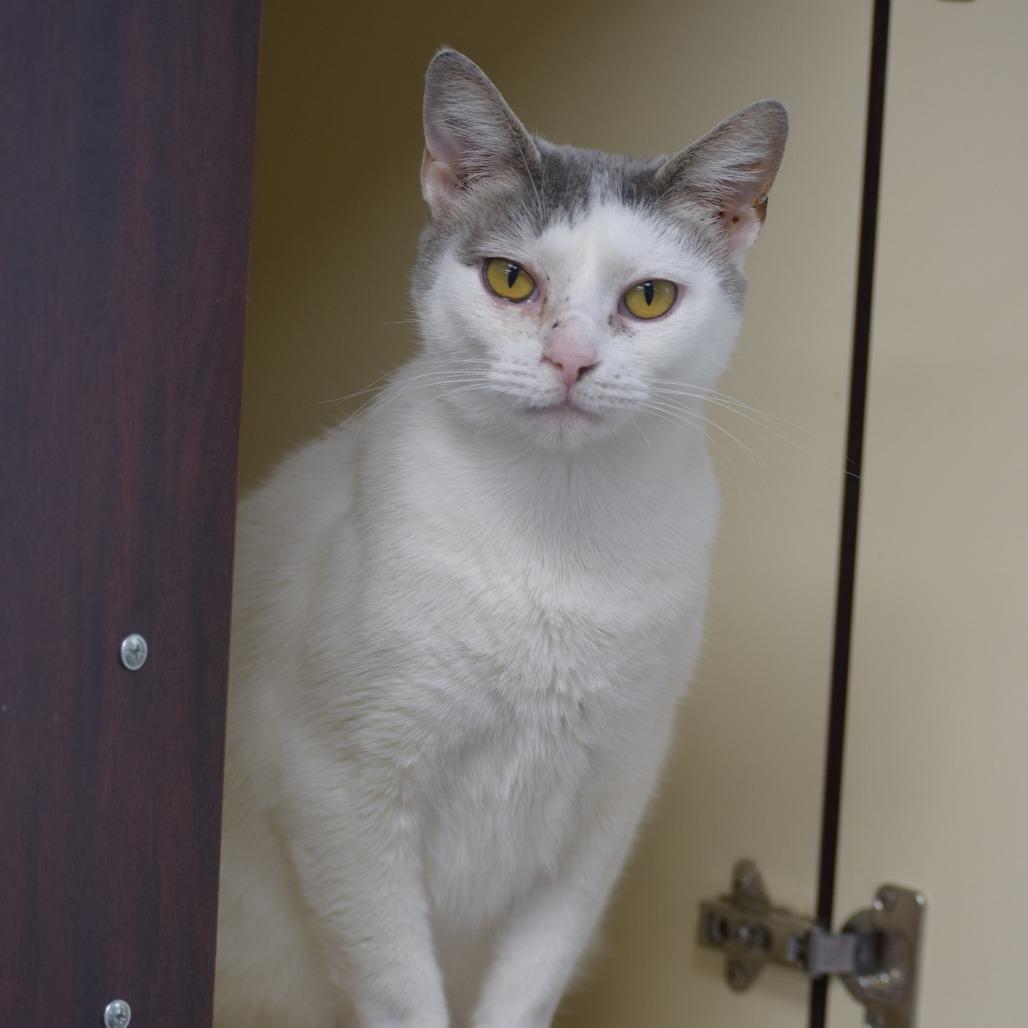 Enlarge Sophie, a Adoptable Domestic Short Hair in La Grange, KY image 4/5
