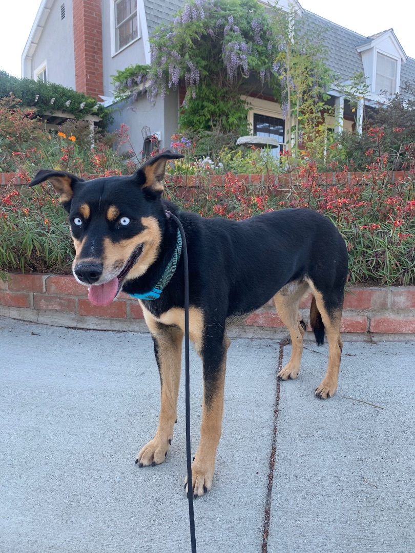 Pierce * Courtesy Post *, Adoptable, Young Male Australian Shepherd & Shepherd.