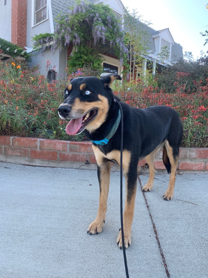 Enlarge Pierce  * Courtesy Post *, a Adoptable mixed breed in Newport Beach, CA image 2/10