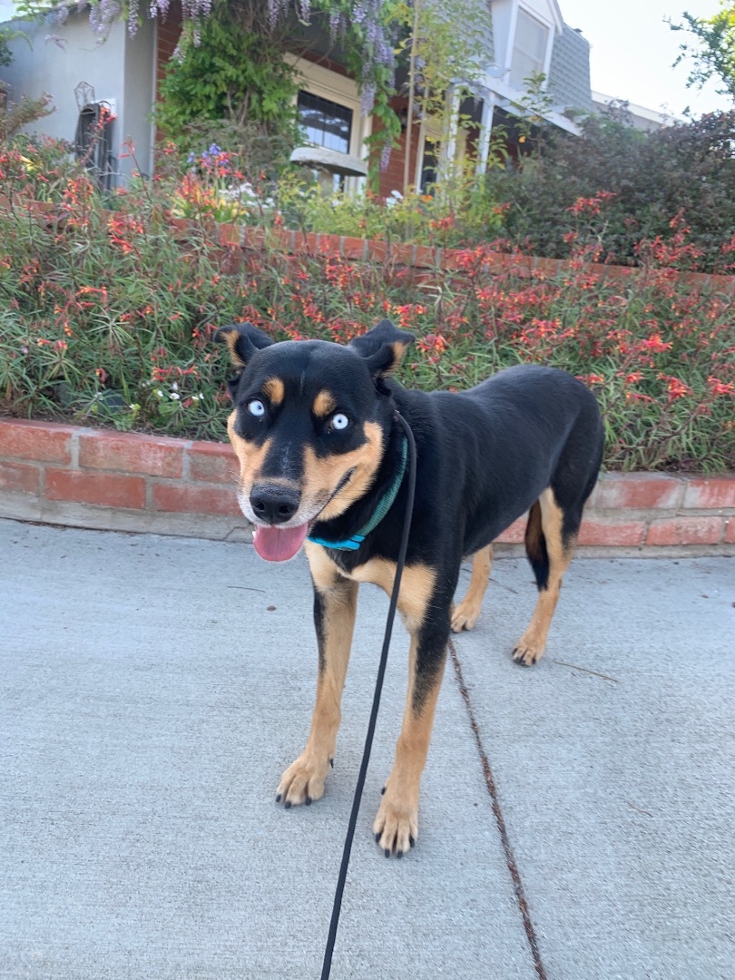 Enlarge Pierce  * Courtesy Post *, a Adoptable mixed breed in Newport Beach, CA image 3/10