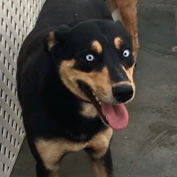 Enlarge Pierce  * Courtesy Post *, a Adoptable mixed breed in Newport Beach, CA image 4/10