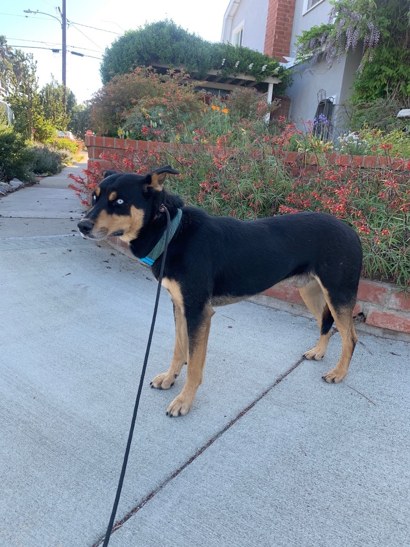 Enlarge Pierce  * Courtesy Post *, a Adoptable mixed breed in Newport Beach, CA image 5/10