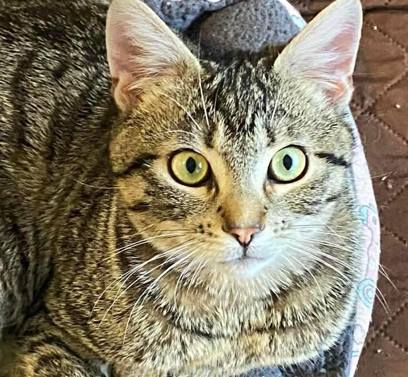 Trevor, ADOPTABLE, Young Male Tabby & Domestic Short Hair.