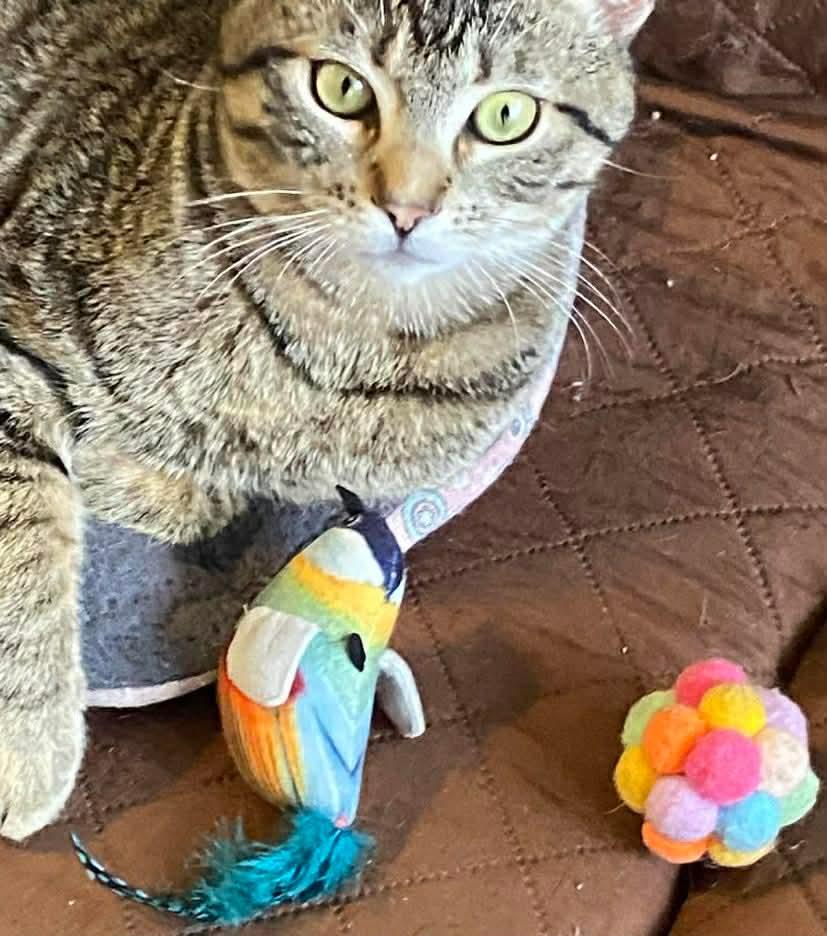 Enlarge Trevor, a ADOPTABLE mixed breed in Gladstone, OR image 4/5