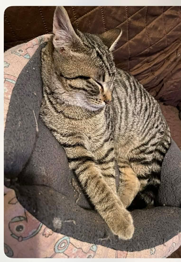 Enlarge Trevor, a ADOPTABLE mixed breed in Gladstone, OR image 2/5