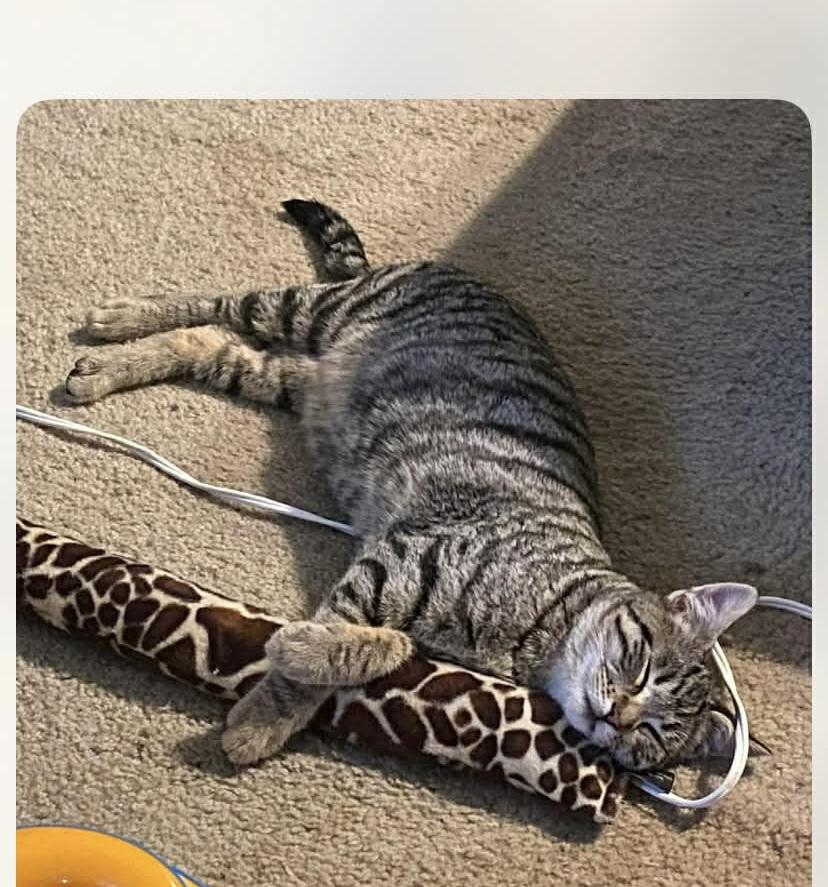 Enlarge Trevor, a ADOPTABLE mixed breed in Gladstone, OR image 5/5