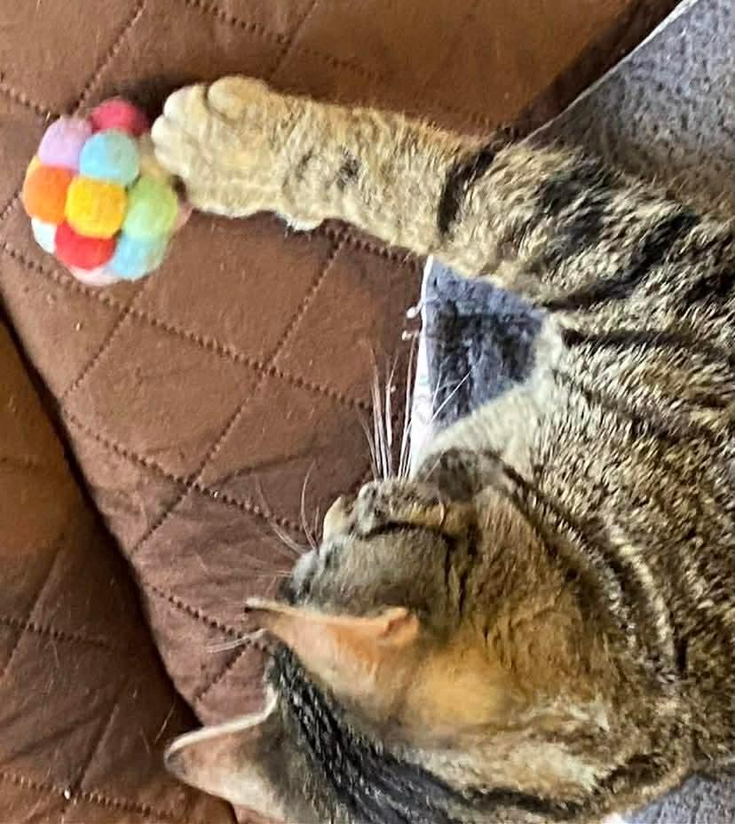 Enlarge Trevor, a ADOPTABLE mixed breed in Gladstone, OR image 3/5