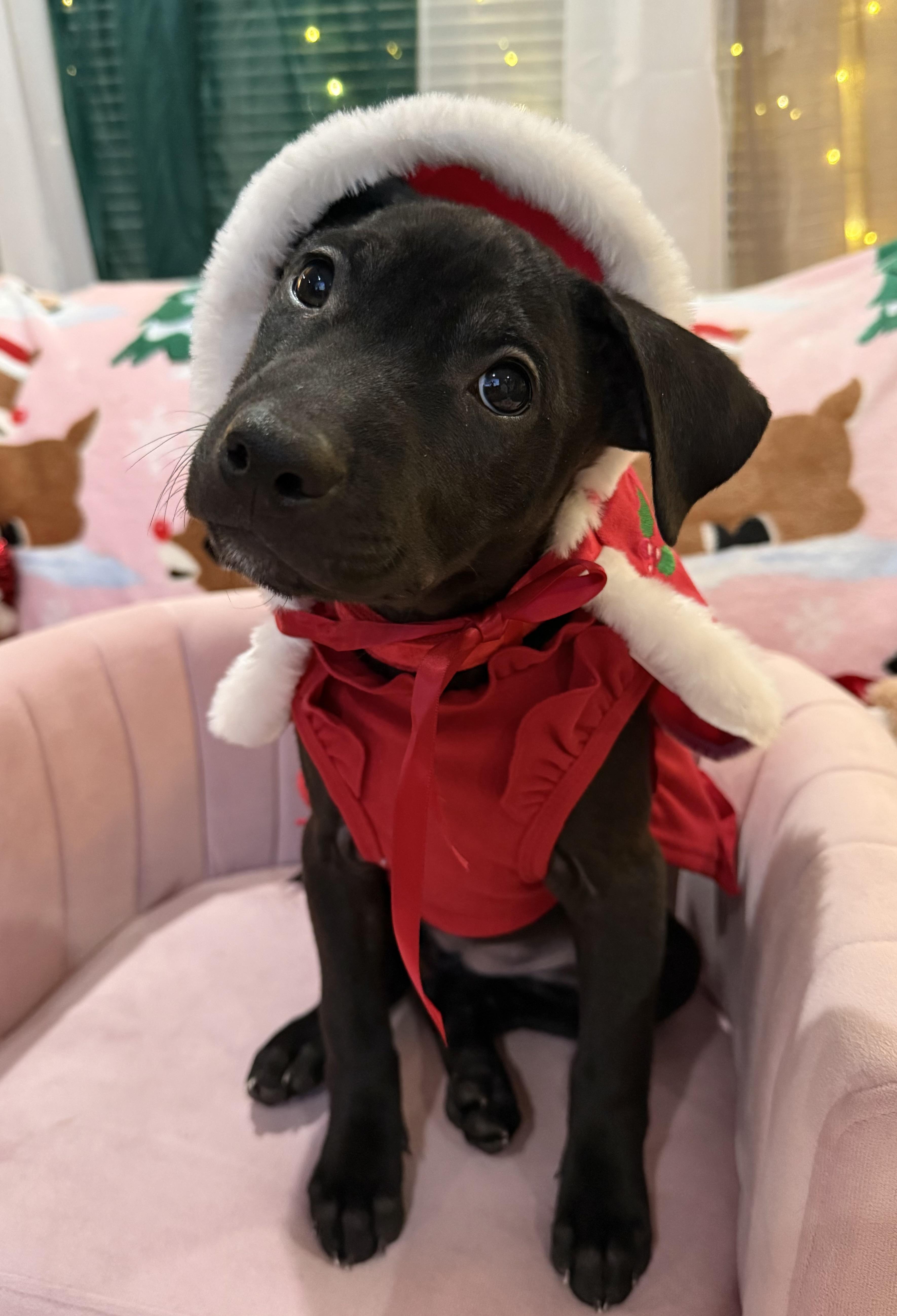 Enlarge Aurora, a ADOPTABLE mixed breed in Park Forest, IL image 1/6