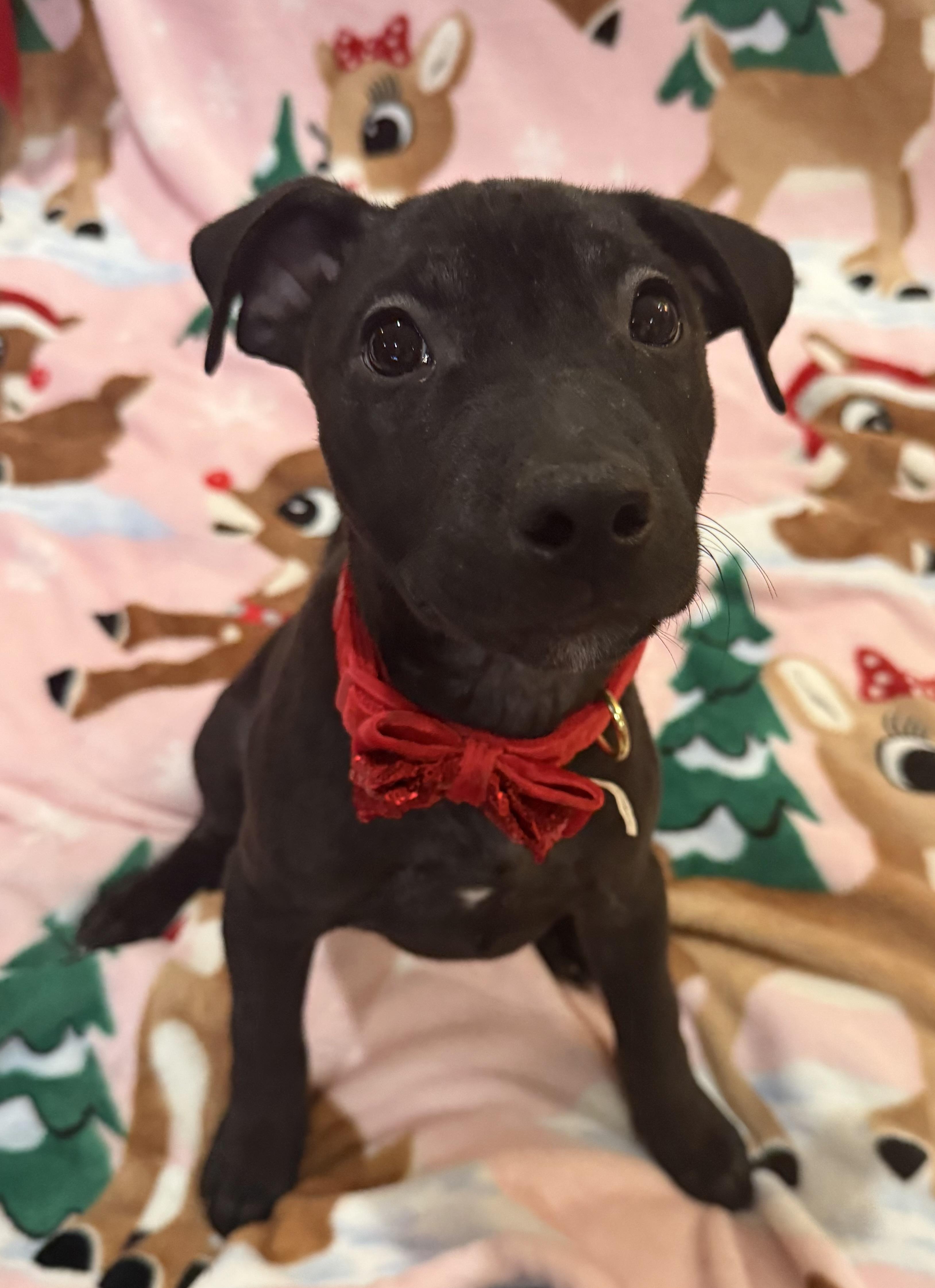 Enlarge Aurora, a ADOPTABLE mixed breed in Park Forest, IL image 3/6