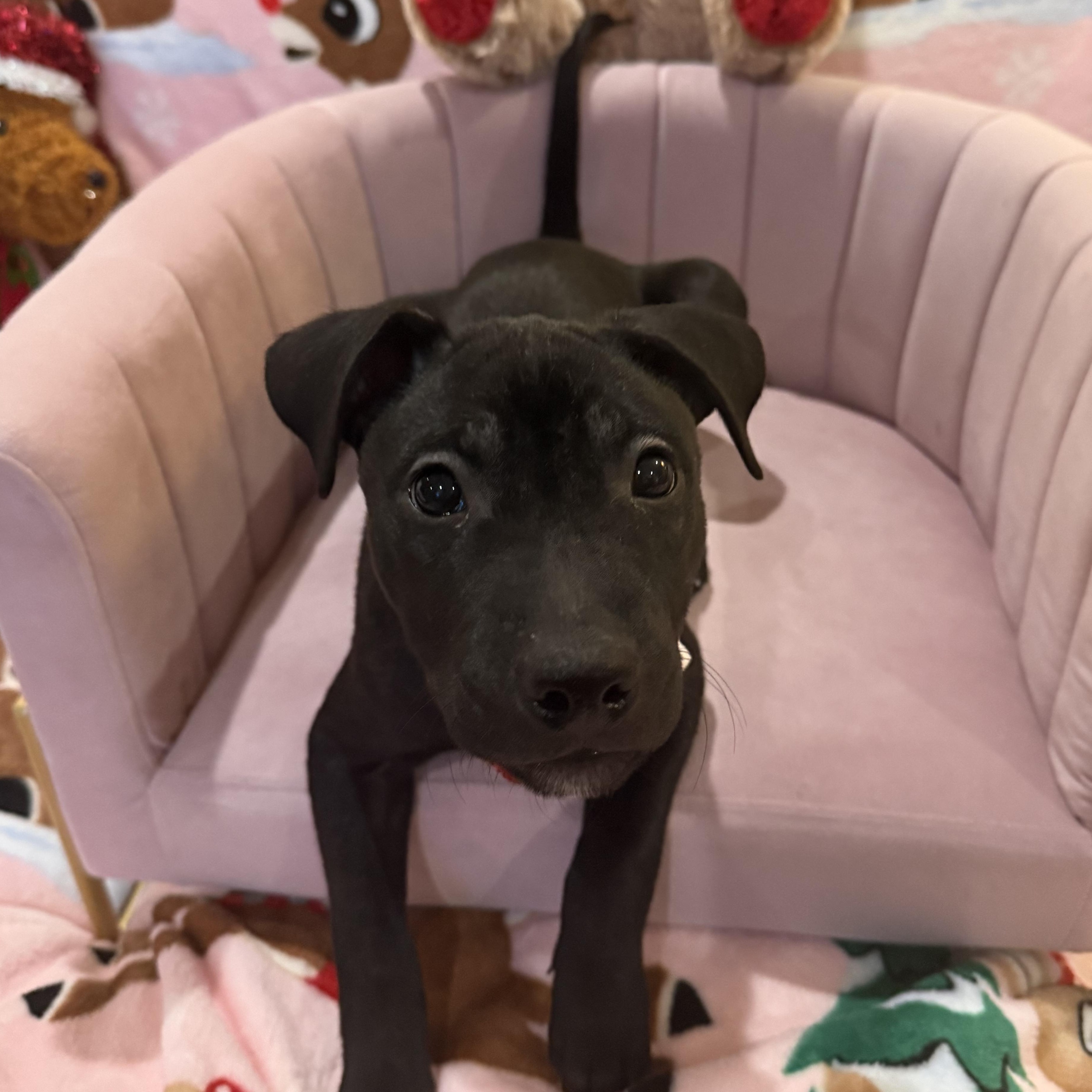 Enlarge Aurora, a ADOPTABLE mixed breed in Park Forest, IL image 4/6