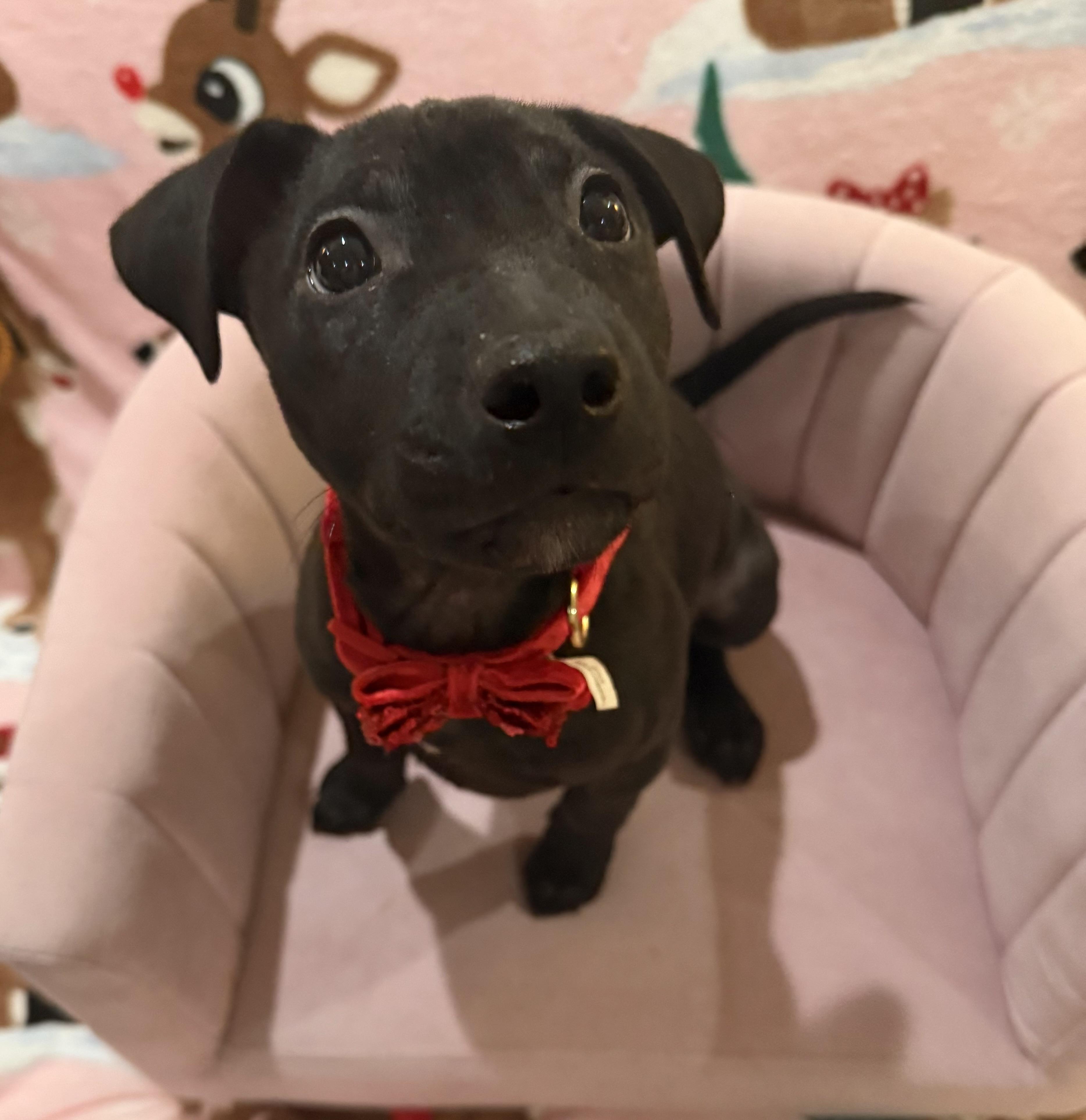 Enlarge Aurora, a ADOPTABLE mixed breed in Park Forest, IL image 5/6