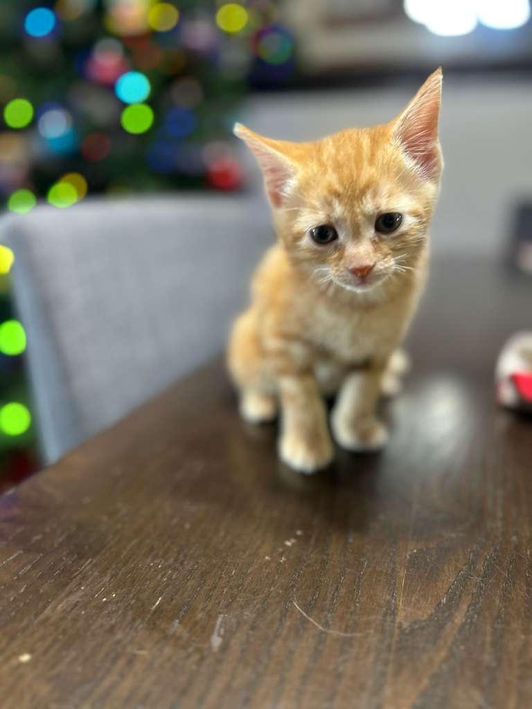 Enlarge zavira, an adopted Tabby in Miami, FL image 1/2