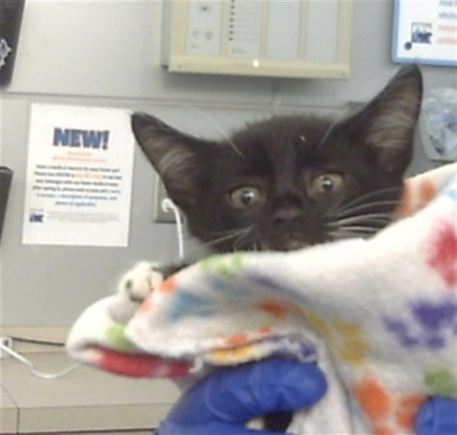 ALEXIE — thumbnail 2