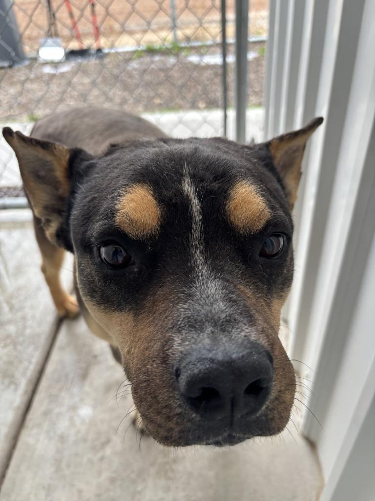 Enlarge Bruce, a Adoptable mixed breed in Moriarty, NM image 1/3