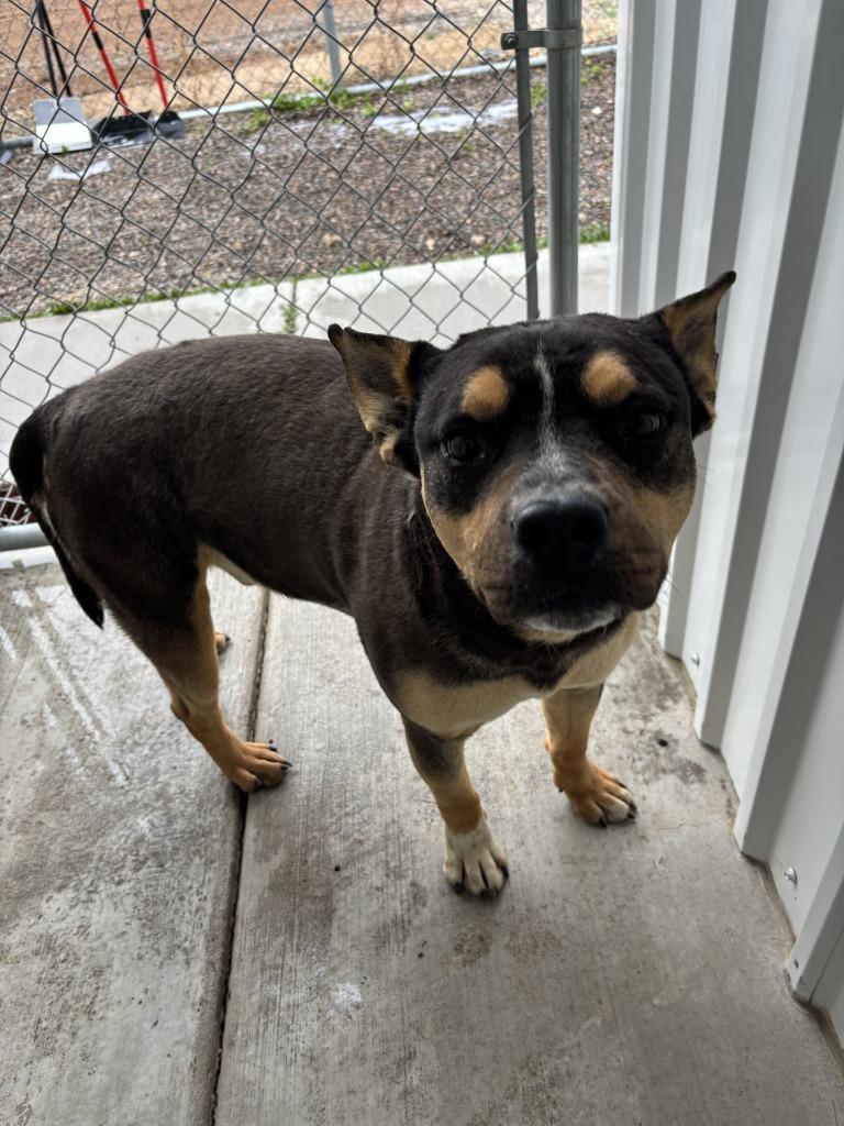 Enlarge Bruce, a Adoptable mixed breed in Moriarty, NM image 2/3