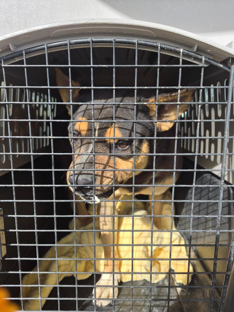 Enlarge Bruce, a Adoptable mixed breed in Moriarty, NM image 3/3