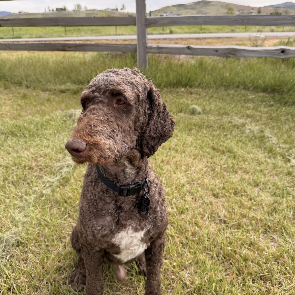 Dash, a Adoptable Mixed Breed in Park City, UT image 1/5