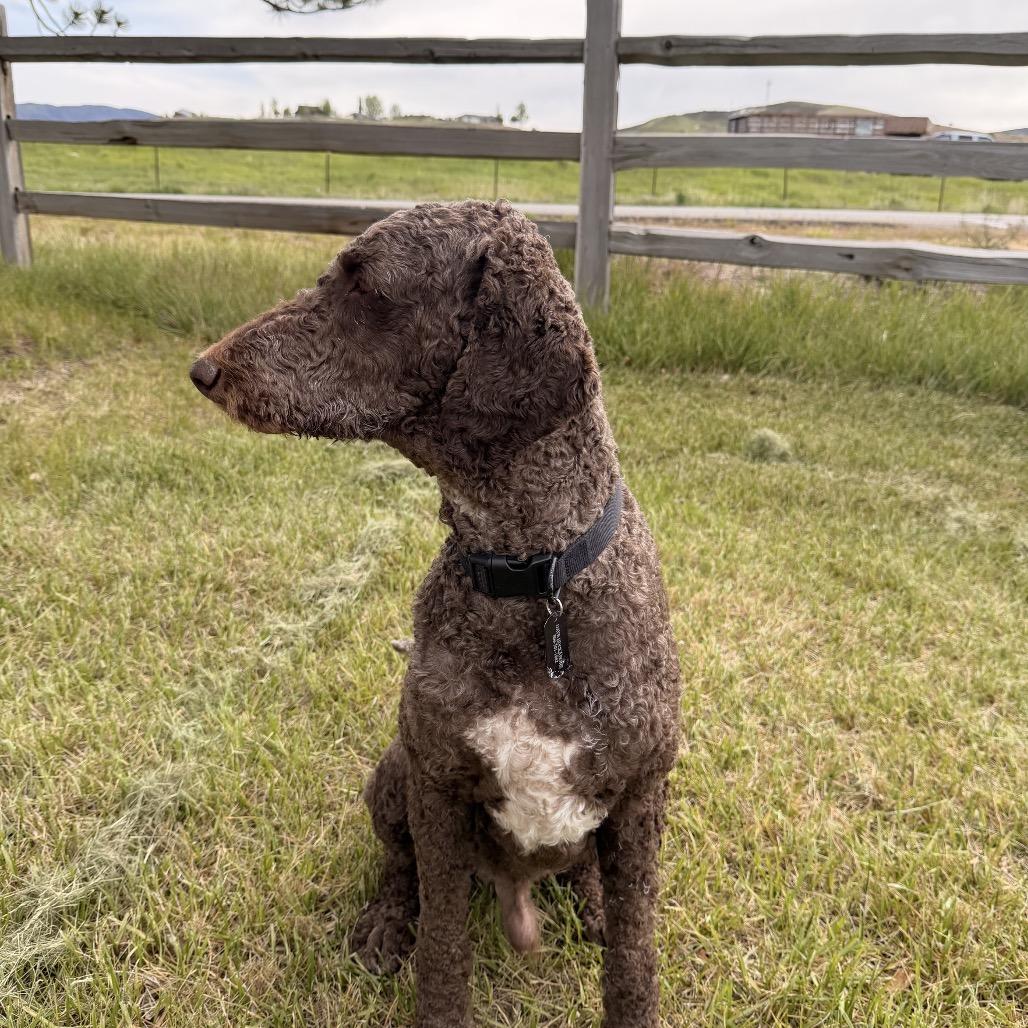 Dash, a Adoptable Mixed Breed in Park City, UT image 3/5