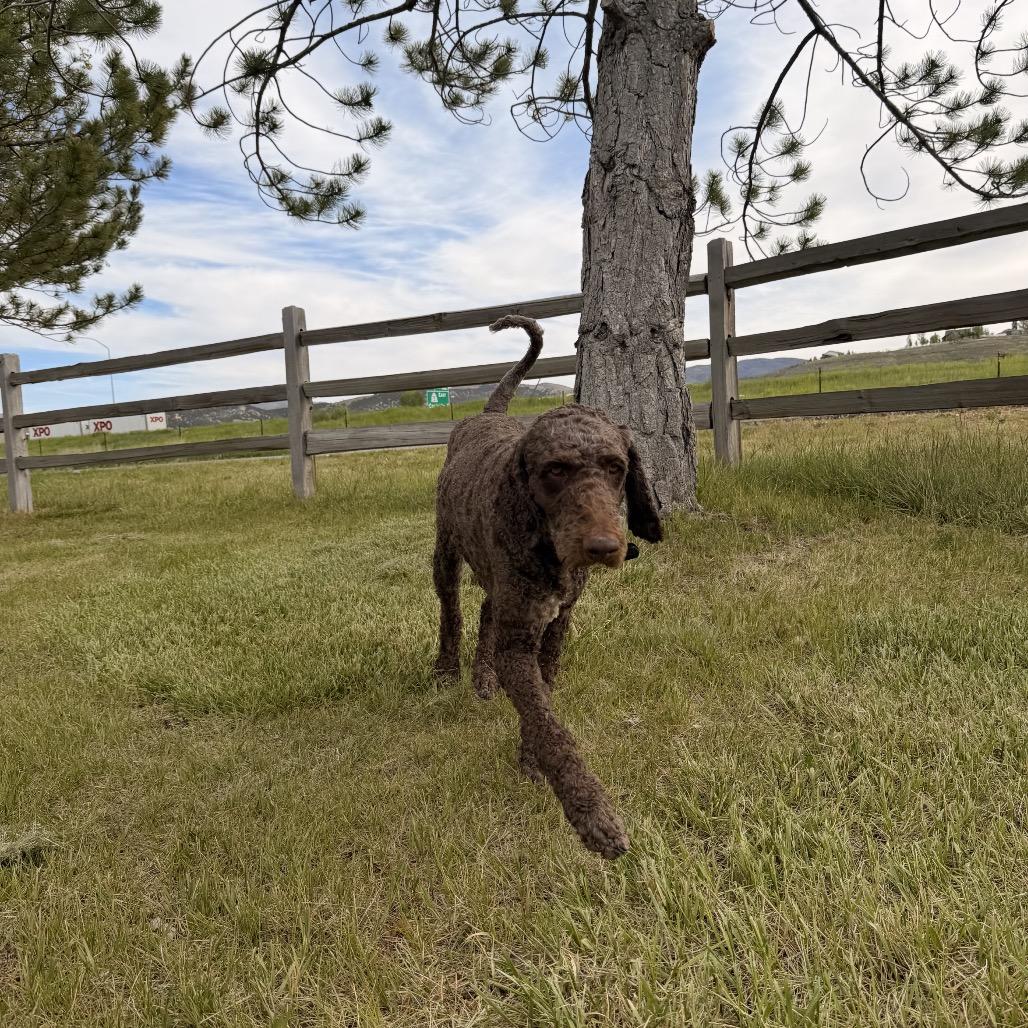 Dash, a Adoptable Mixed Breed in Park City, UT image 4/5