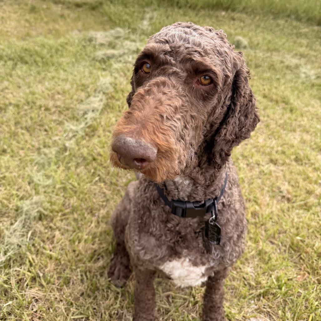 Dash, a Adoptable Mixed Breed in Park City, UT image 5/5