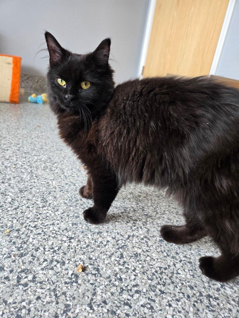 Harlem, ADOPTABLE, Young Male Domestic Long Hair.