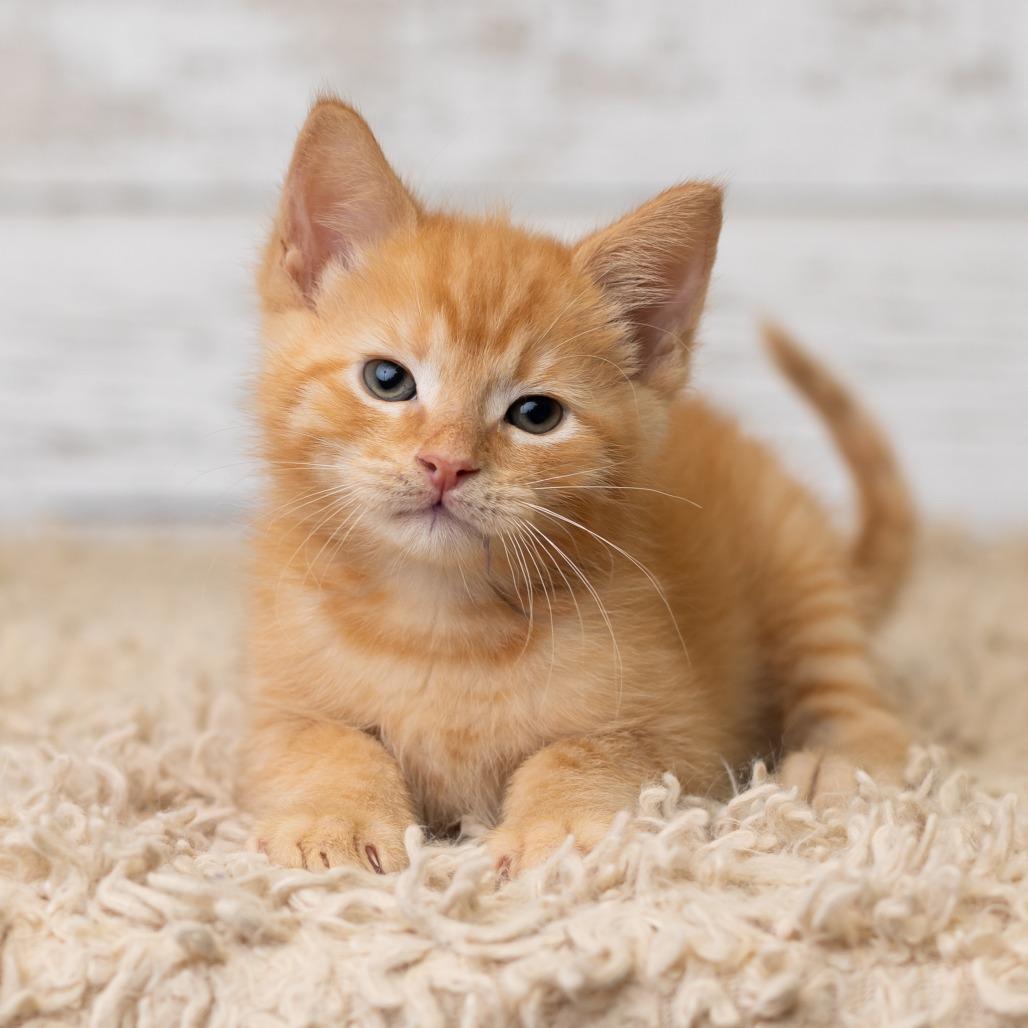 Errnie, Adoptable, Kitten Male Domestic Medium Hair.