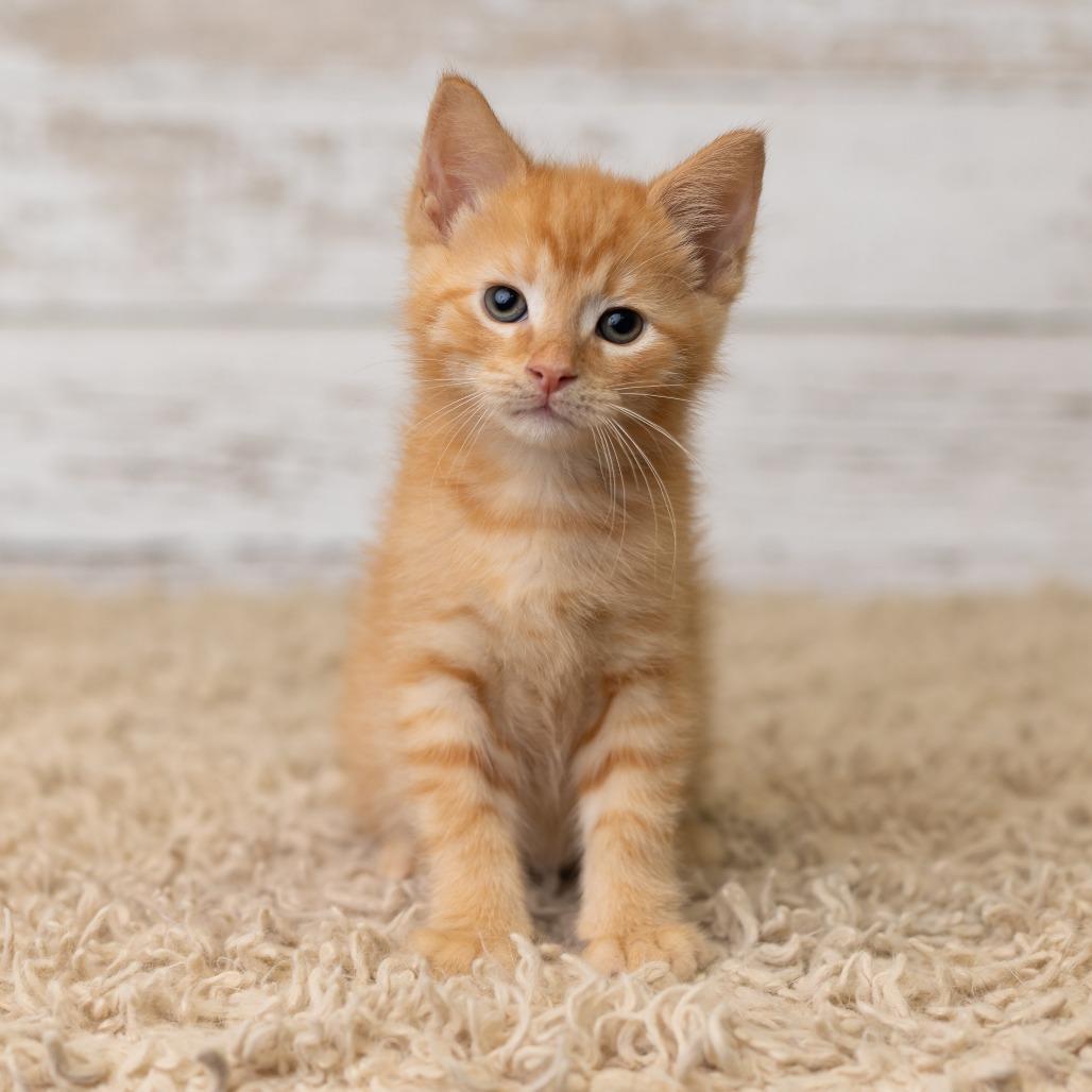 Errnie, a Adoptable Domestic Medium Hair in St. Paul, MN image 2/6