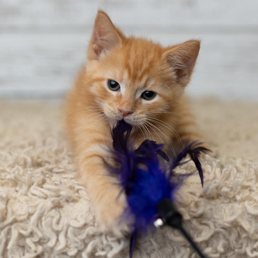 Errnie, a Adoptable Domestic Medium Hair in St. Paul, MN image 3/6