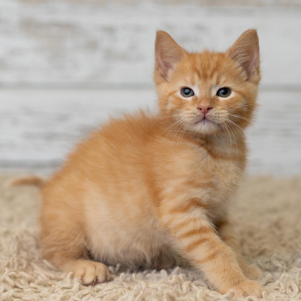 Errnie, a Adoptable Domestic Medium Hair in St. Paul, MN image 4/6