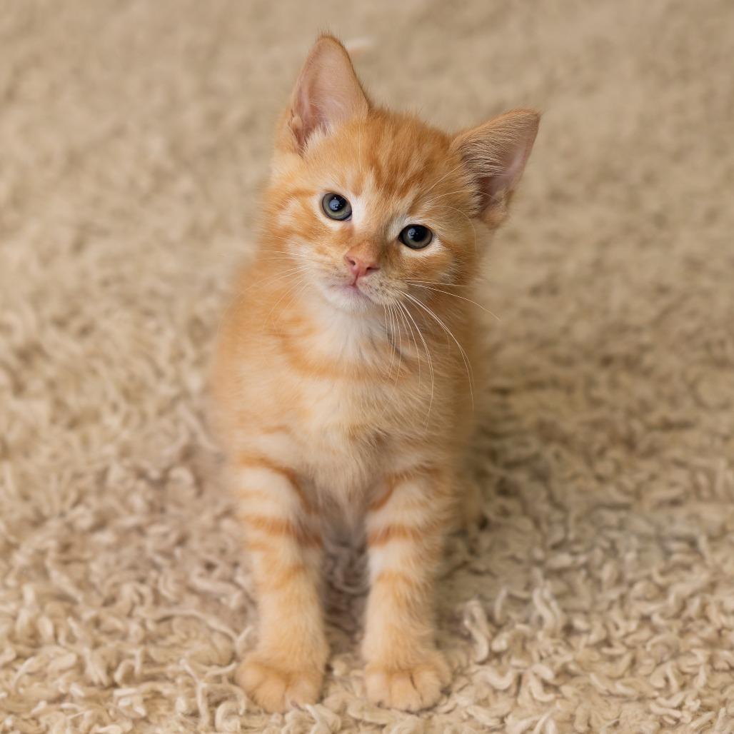 Errnie, a Adoptable Domestic Medium Hair in St. Paul, MN image 5/6